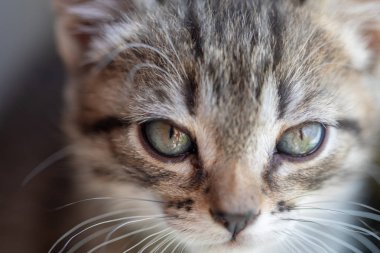 Minik tüylü kedicik oturur pencerenin kenarında