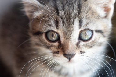 Minik tüylü kedicik oturur pencerenin kenarında