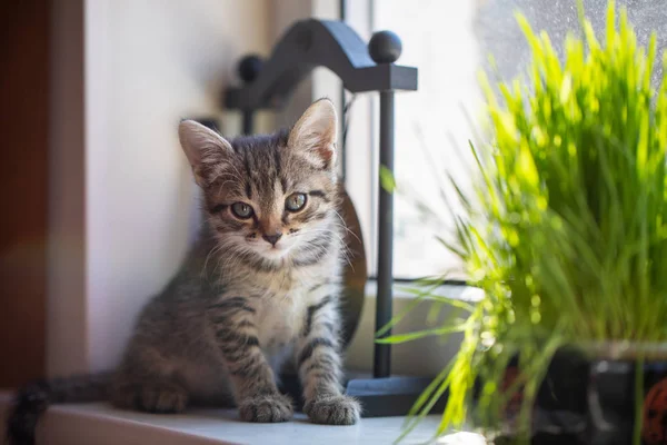 Pequeno Gatinho Fofo Senta Junto Janela — Fotografia de Stock