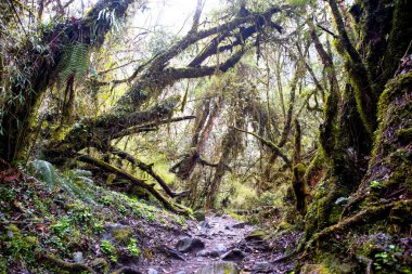 Nepal yağmur ormanları. Everest yolunda yol ve bitki örtüsü