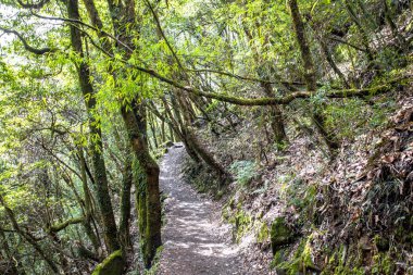 Nepal yağmur ormanları. Everest yolunda yol ve bitki örtüsü