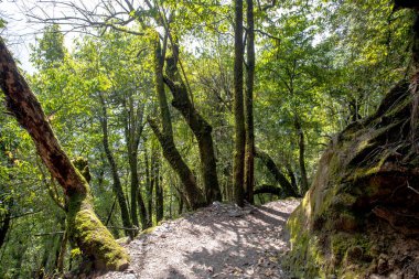 Nepal yağmur ormanları. Everest yolunda yol ve bitki örtüsü