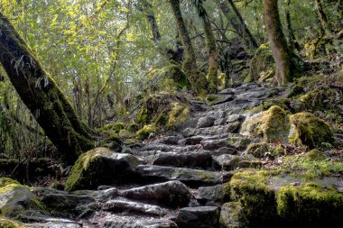 Nepal yağmur ormanları. Everest yolunda yol ve bitki örtüsü