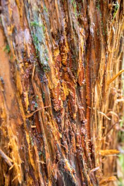 Nepal yağmur ormanları. Everest yolunda yol ve bitki örtüsü