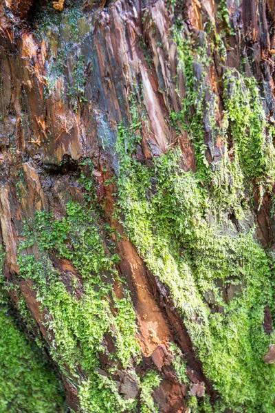 Forêts Tropicales Népal Route Végétation Sur Chemin Everest — Photo