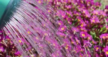 Tahta bir arka planda lezzetli sıcak ekmek dilimleri