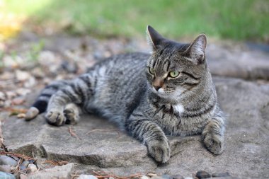 Evcil bir kedi doğada avlanır. Özgür hayvan