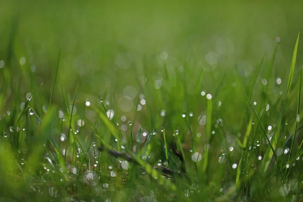 Ein Tropfen Tau Auf Dem Gras Grüner Grashintergrund Mit Bokeh — Stockfoto