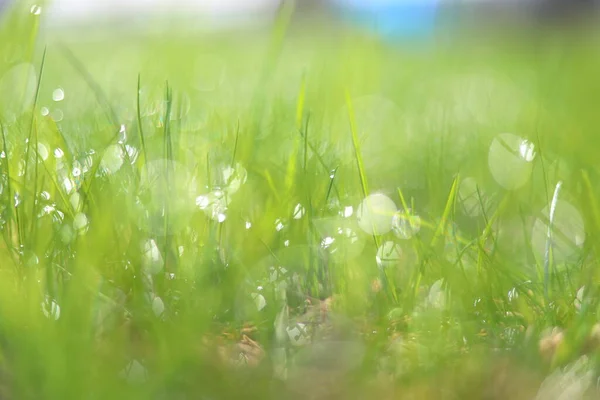 Una Gota Rocío Hierba Fondo Hierba Verde Con Bokeh Rocío — Foto de Stock