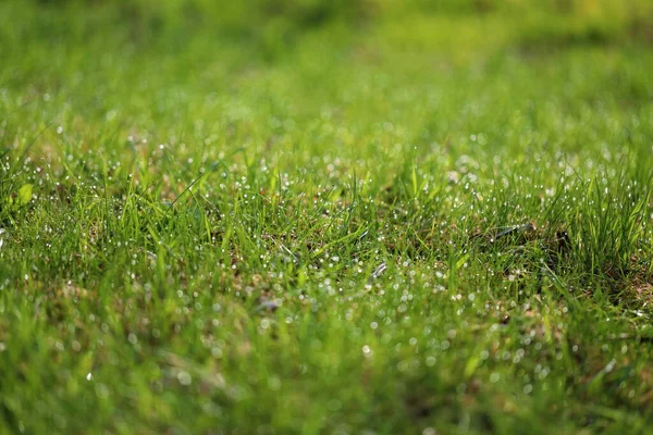 草上的一滴露珠 绿色的草质背景 由露水酿制而成 环境友好型景观 — 图库照片