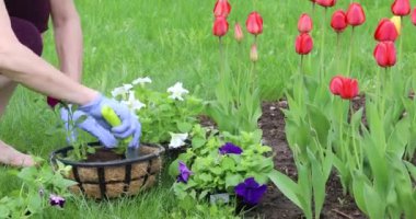 Genç bir kadın asılmış saksılara çiçek eker. Baharda baharda bahçıvanlık.