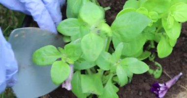 Genç bir kadın asılmış saksılara çiçek eker. Baharda baharda bahçıvanlık.