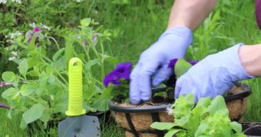 Genç bir kadın asılmış saksılara çiçek eker. Baharda baharda bahçıvanlık.
