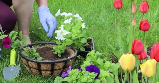 Eine Junge Frau Pflanzt Blumen Hängetöpfe Gärtnern Frühling Auf Dem — Stockvideo