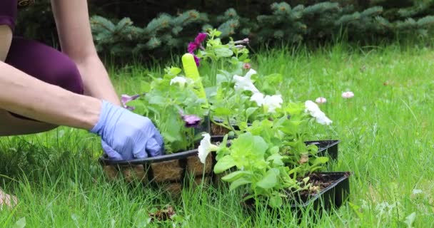 一个年轻的女人在挂着的盆子里种花 春天里的园林绿化 — 图库视频影像