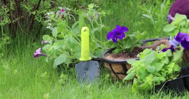 Een Jonge Vrouw Plant Bloemen Hangende Potten Tuinieren Het Voorjaar — Stockvideo