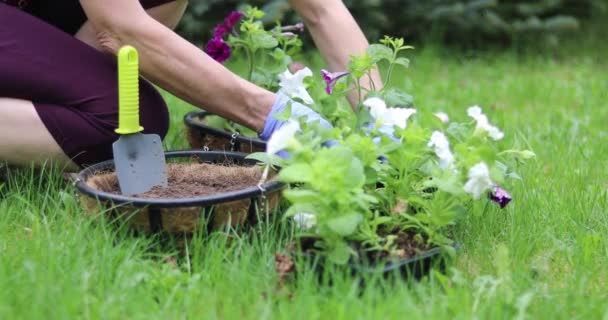 Young Woman Plants Flowers Hanging Pots Gardening Spring Plot — Stock Video