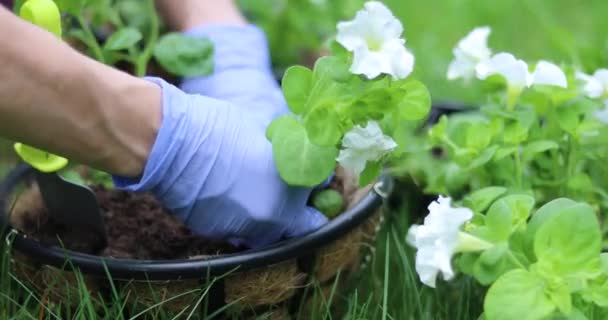 一个年轻的女人在挂着的盆子里种花 春天里的园林绿化 — 图库视频影像