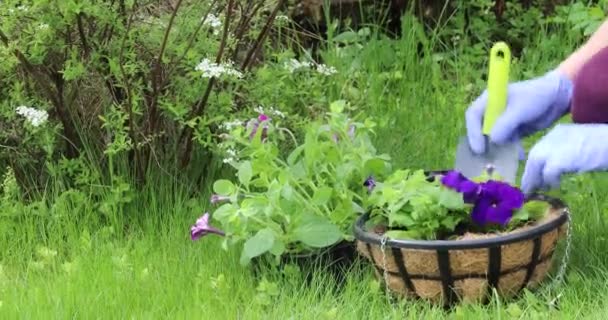 Una Joven Planta Flores Macetas Colgantes Jardinería Primavera Parcela — Vídeos de Stock