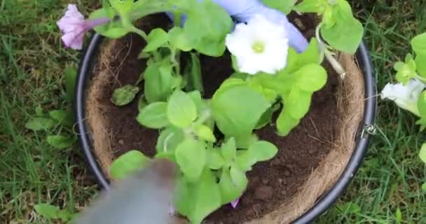 Young Woman Plants Flowers Hanging Pots Gardening Spring Plot — Stock Video