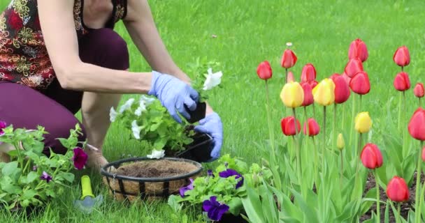 Μια Νεαρή Γυναίκα Φυτεύει Λουλούδια Κρεμαστά Δοχεία Κηπουρική Την Άνοιξη — Αρχείο Βίντεο