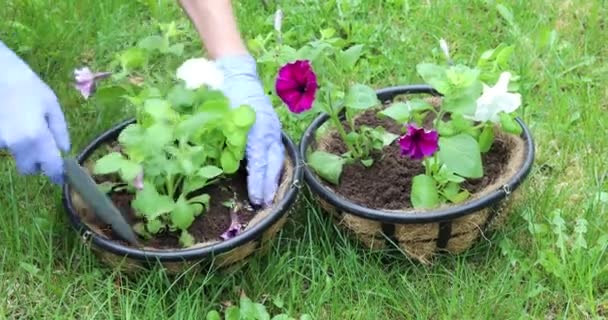 Μια Νεαρή Γυναίκα Φυτεύει Λουλούδια Κρεμαστά Δοχεία Κηπουρική Την Άνοιξη — Αρχείο Βίντεο