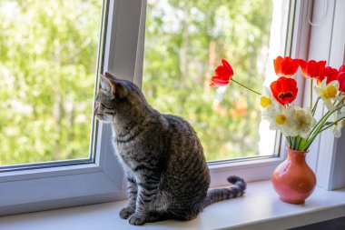 Bir kedi, bir vazodaki parlak kırmızı beyaz ve sarı çiçeklerden birinin üzerinde oturur. Pencerenin dışında ağaçların yeşil yaprakları var. Pencereden güneş ışığı düşüyor.