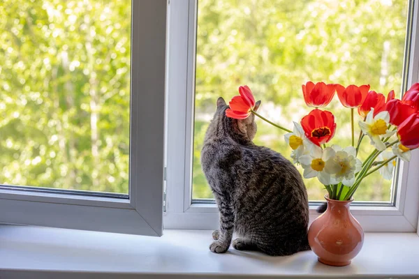 Kot Siedzi Jednym Obok Jasnych Czerwonych Białych Żółtych Kwiatów Wazonie — Zdjęcie stockowe