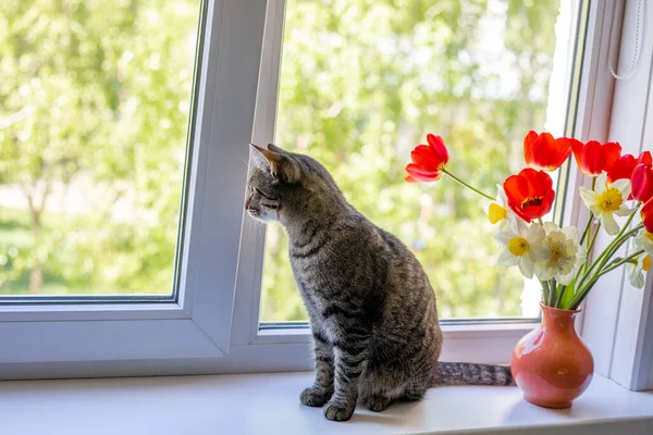 Een Kat Zit Een Bij Helder Rood Wit Gele Bloemen — Stockfoto