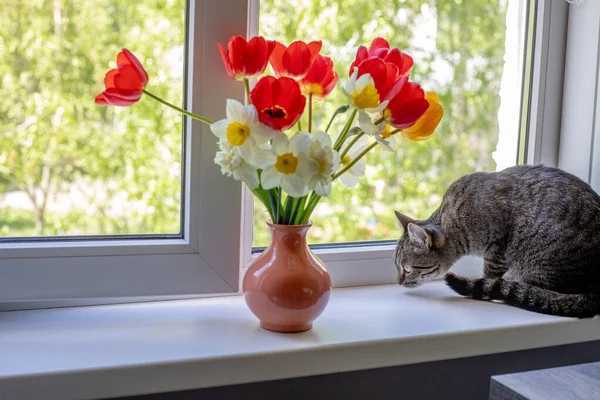 Kot Siedzi Jednym Obok Jasnych Czerwonych Białych Żółtych Kwiatów Wazonie — Zdjęcie stockowe