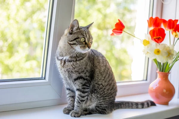 Bir kedi, bir vazodaki parlak kırmızı beyaz ve sarı çiçeklerden birinin üzerinde oturur. Pencerenin dışında ağaçların yeşil yaprakları var. Pencereden güneş ışığı düşüyor.
