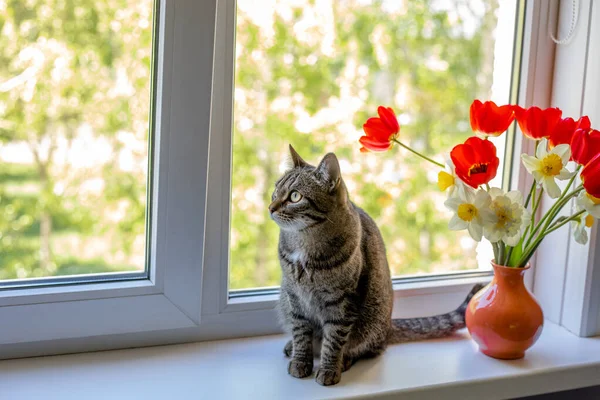 Kočka Sedí Jedné Téměř Jasně Červených Žlutých Květin Váze Oknem — Stock fotografie