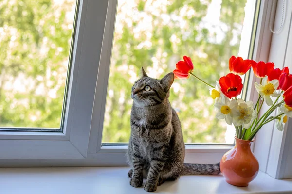 Gato Sienta Jarrón Cerca Flores Blancas Amarillas Color Rojo Brillante — Foto de Stock