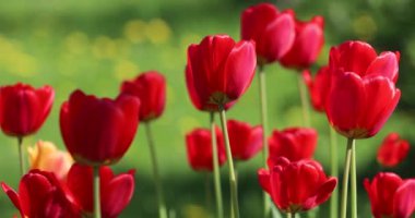 Kırmızı ve sarı çiçekli laleler yeşil otların arka planında yakın plan