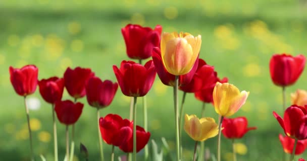 红色和黄色的花郁金香在绿草的背景下特写 — 图库视频影像