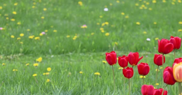 Mężczyzna Kosi Trawę Trawniku Kosiarką Tle Czerwonych Tulipanów — Wideo stockowe