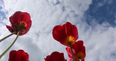 Kırmızı ve sarı çiçekli laleler yeşil otların arka planında yakın plan