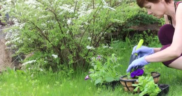 Женщина Сажает Цветы Цветочный Горшок Частном Саду — стоковое видео
