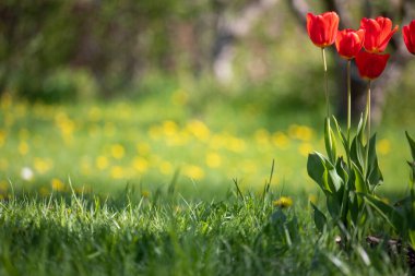 Yeşil otların üzerinde kırmızı ve sarı laleler