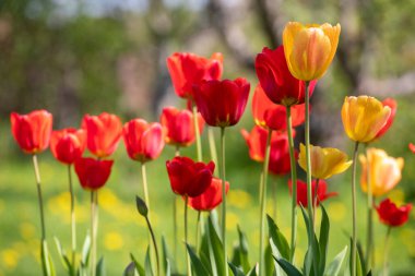 Yeşil otların üzerinde kırmızı ve sarı laleler