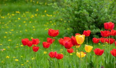 Yeşil otların üzerinde kırmızı ve sarı laleler