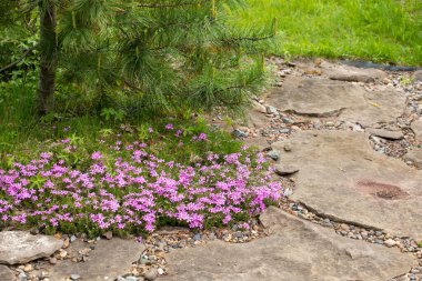 Mor çiçekli ve taşlı çiçek arkaplanı