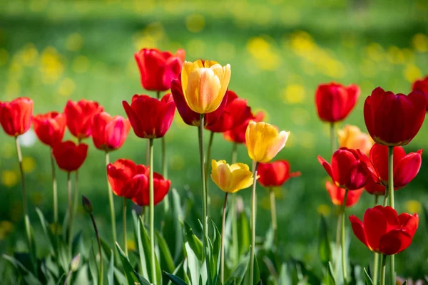Red Yellow Tulips Background Green Grass — Stock Photo, Image