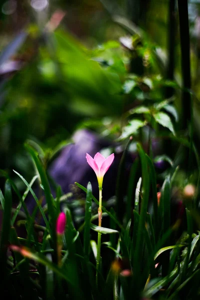 Закрыть Zephyranthes Lily или Rain Lily — стоковое фото