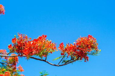 Royal Poinciana ağacı, alev ağacı veya tavus kuşu çiçek
