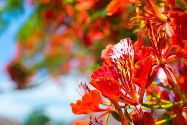 Королівський Poinciana дерево, дерево полум'я або Павич квітка — стокове фото