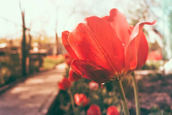 Virágzó Tavaszi Virágok Tulipán Napfényben Sekély Dof Stock Kép