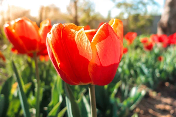 Virágzó Tavaszi Virágok Tulipán Napfényben Sekély Dof Jogdíjmentes Stock Képek