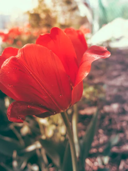 Virágzó Tavaszi Virágok Tulipán Napfényben Sekély Dof Stock Kép