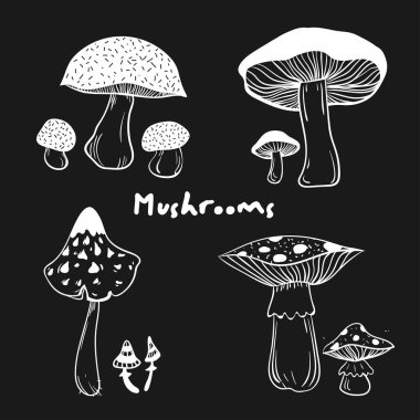 Sağlıklı ve sağlıksız mantar toplama